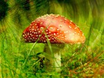 Red Mushroom
