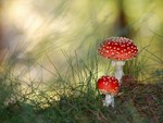 Poisonous Mushrooms