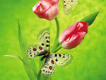 Butterflies and tulips