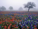 Foggy Field of Flowers