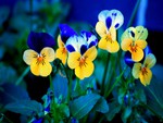 Pansy Garden