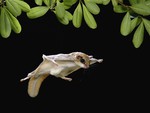 Flying Squirrel