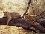 African Lions