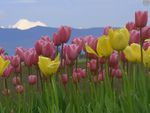 Field of tulips 