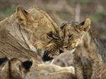 Lioness with young