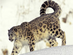 Snow Leopard