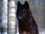 Black Wolf