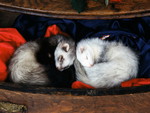 Snuggling Ferrets