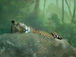 Sleeping Leopard