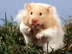 Cheeky Hamster
