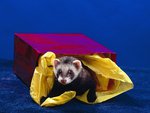 Ferret in the box