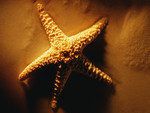 Starfish on the sand