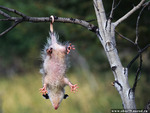 Hanging Possum