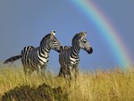 Rainbow Zebras