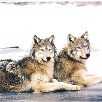 twins wolves