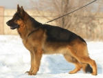 german shepherd