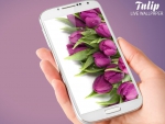 Purple tulips phone WP