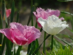 3 enchanting tulips