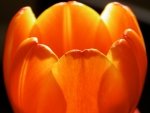 Orange Tulip