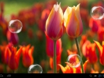 Tulips with bubbles