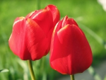Red Tulips
