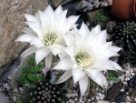 Cactus Blooming