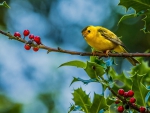 Little yellow bird