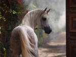BEAUTIFUL ARABIAN