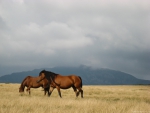 WILD HORSES
