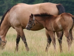 HORSES MOTHER AND FOAL