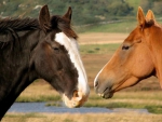 HORSES