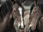 HORSE LOVE
