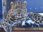 Amur Leopard