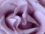 Mauve Rose