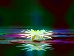 Rainbow Lotus Reflection