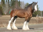 Clydesdale Horse