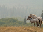 LOVELY HORSES