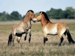 WILD HORSES