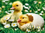 Easter Ducklings 1