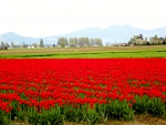 Red Tulip Field