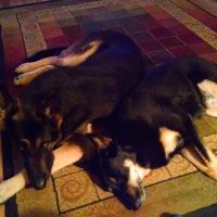 Riley and Sassy Friends Forever