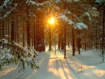 Winter forest