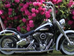 2007 Harley Davidson