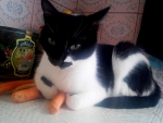 A cat on a carrot