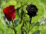 Black and Red Roses