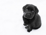Puppy in Snow