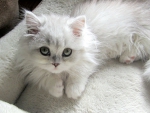 white kitty