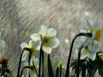 Daffodils in rain