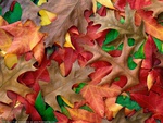 Fall Leaves