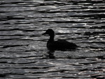Black water black duck